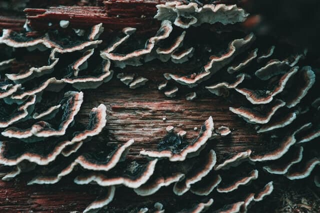 Amazing Benefits Of Turkey Tail