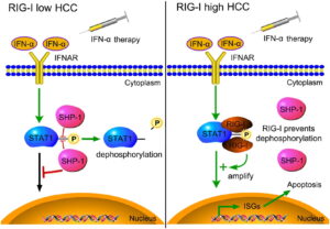 Interferon therapy: