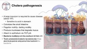 Can Infection Cause Diarrhea