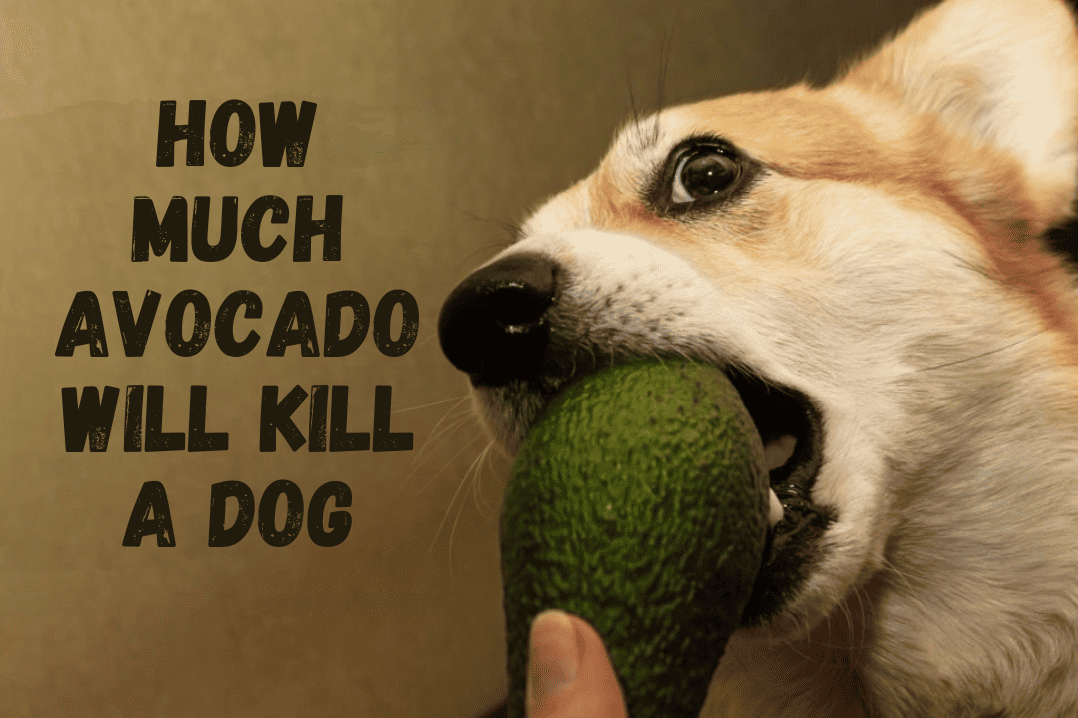 How Much Avocado Will Kill A Dog