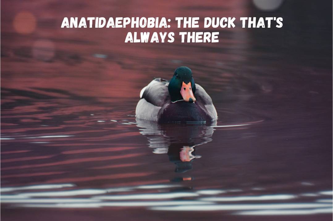 Anatidaephobia The Duck That's Always There