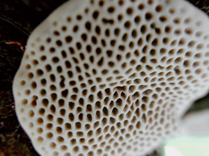 Symptoms of Trypophobia